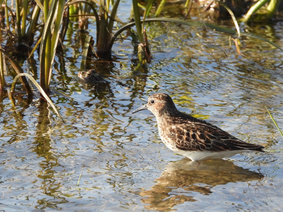 Least Sandpiper - Francois Bourret