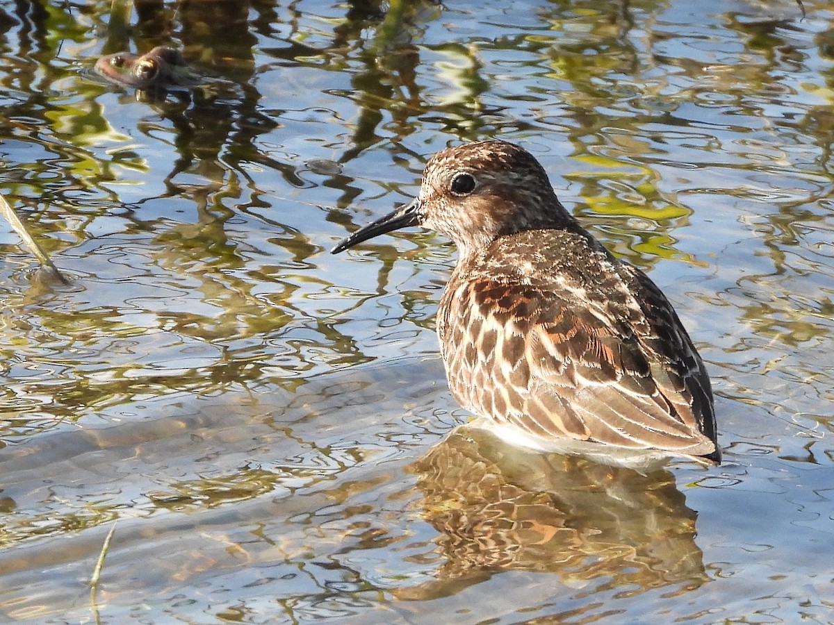 Least Sandpiper - ML577579901