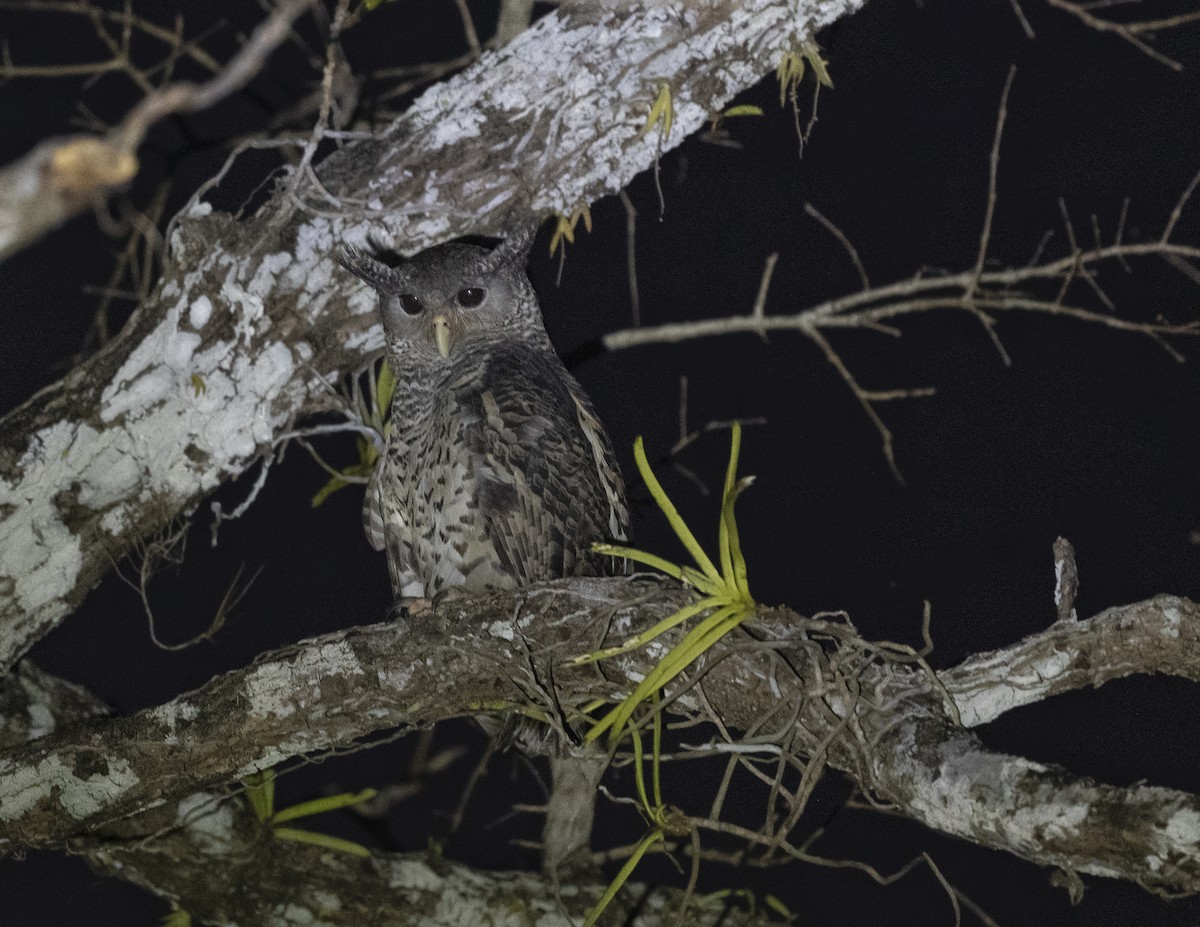 Spot-bellied Eagle-Owl - ML577581101
