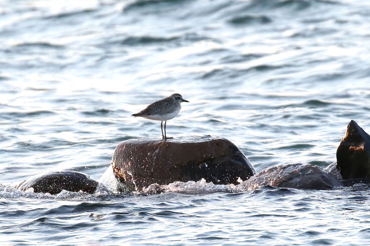 Black-bellied Plover - ML577581541