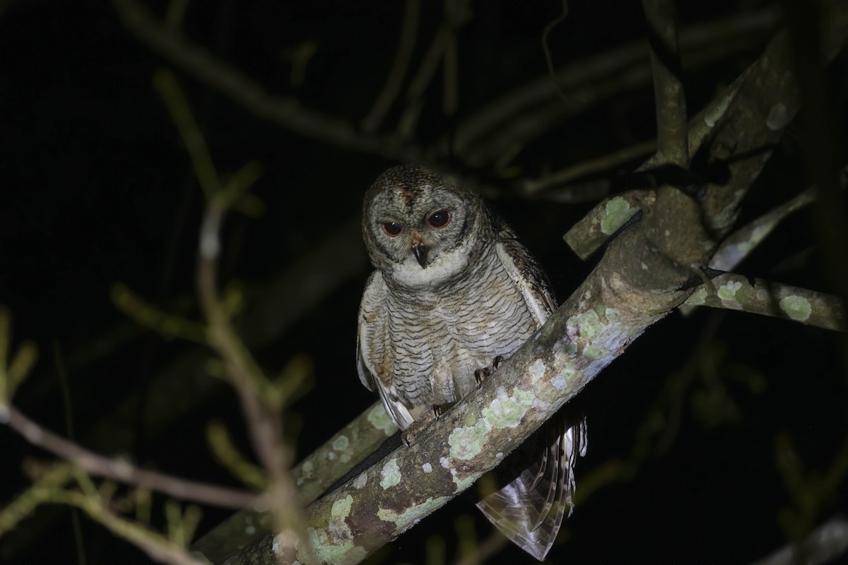 Mottled Wood-Owl - ML577582041
