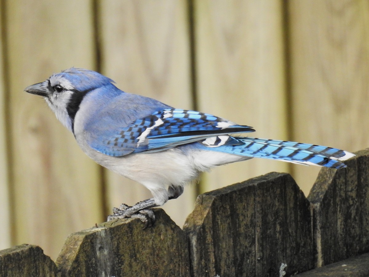 Blue Jay - Roger Massey