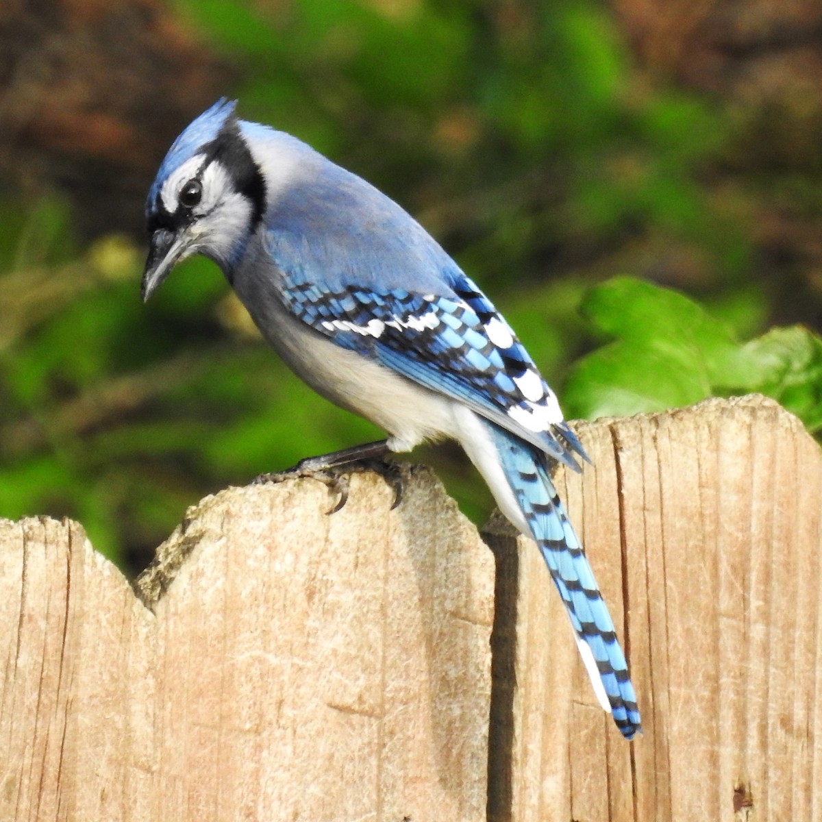 Blue Jay - Roger Massey