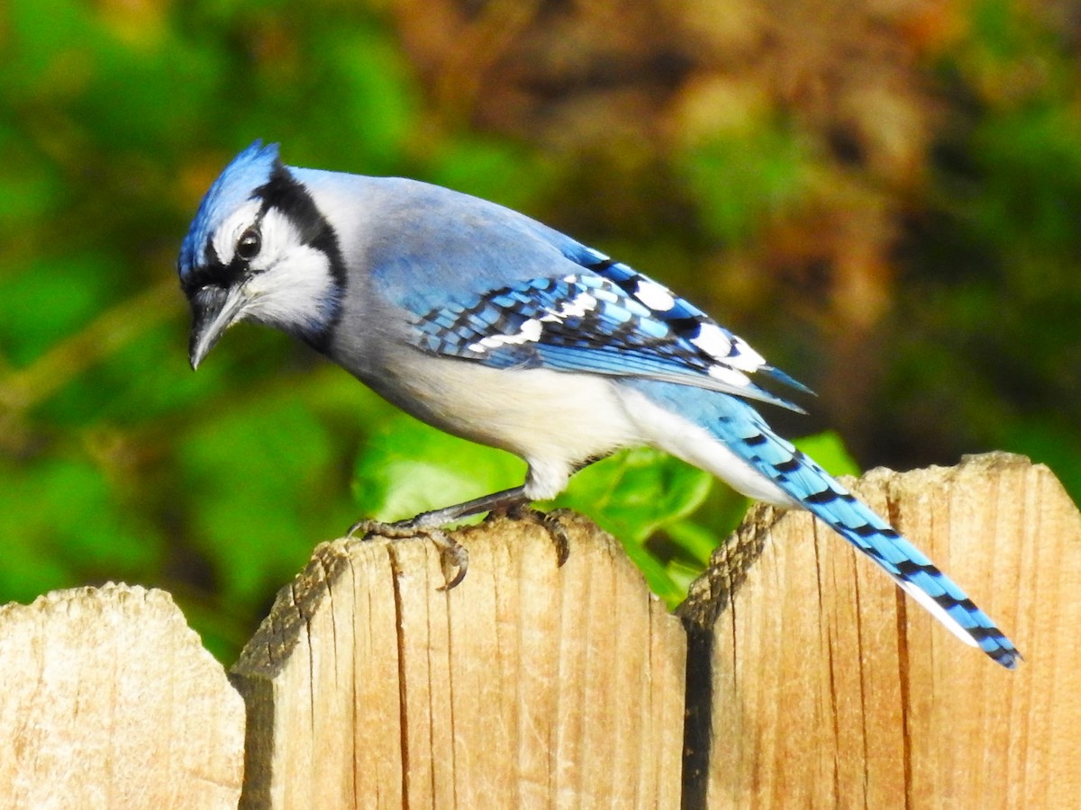 Blue Jay - Roger Massey