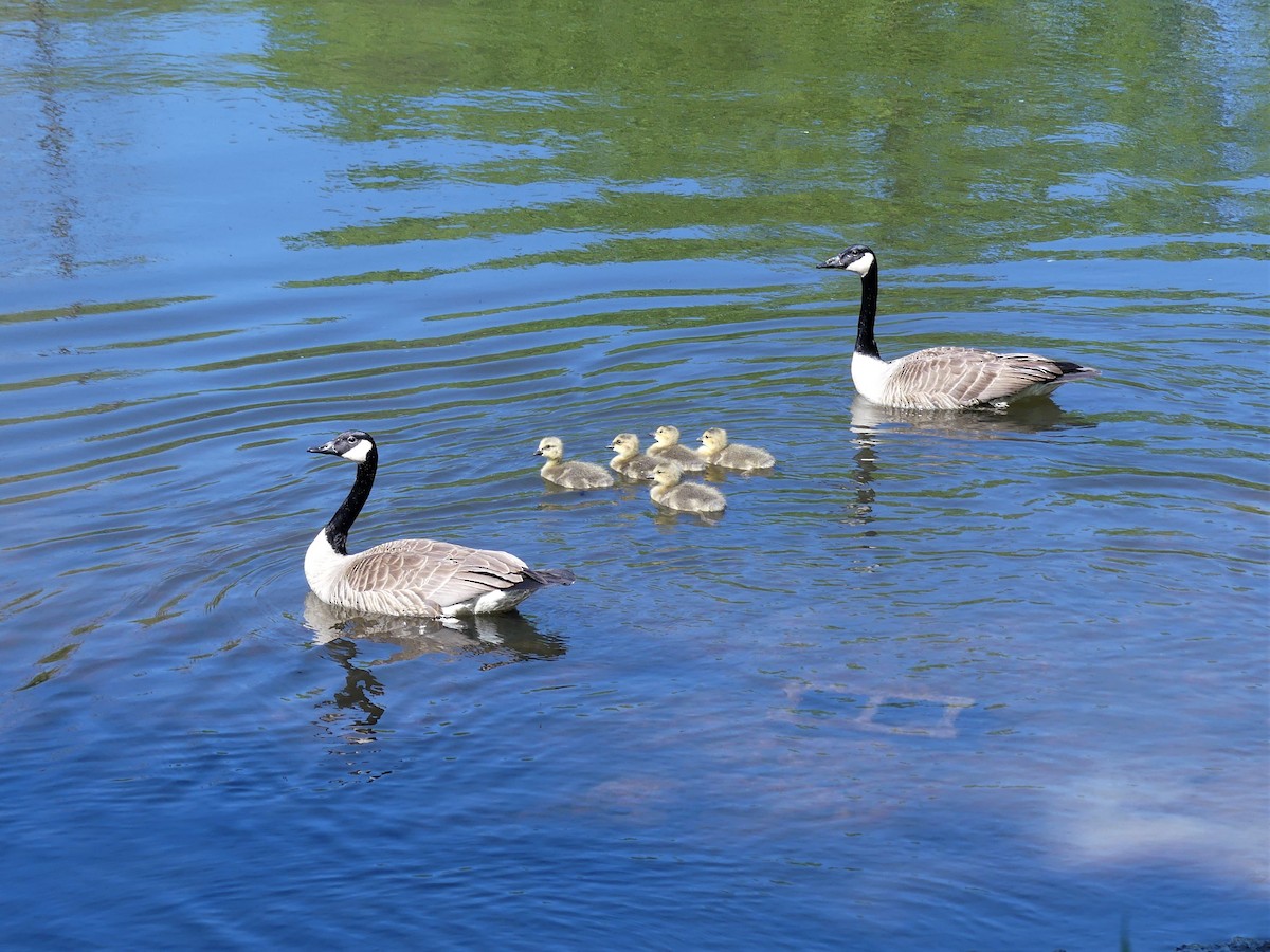 Canada Goose - ML577582531