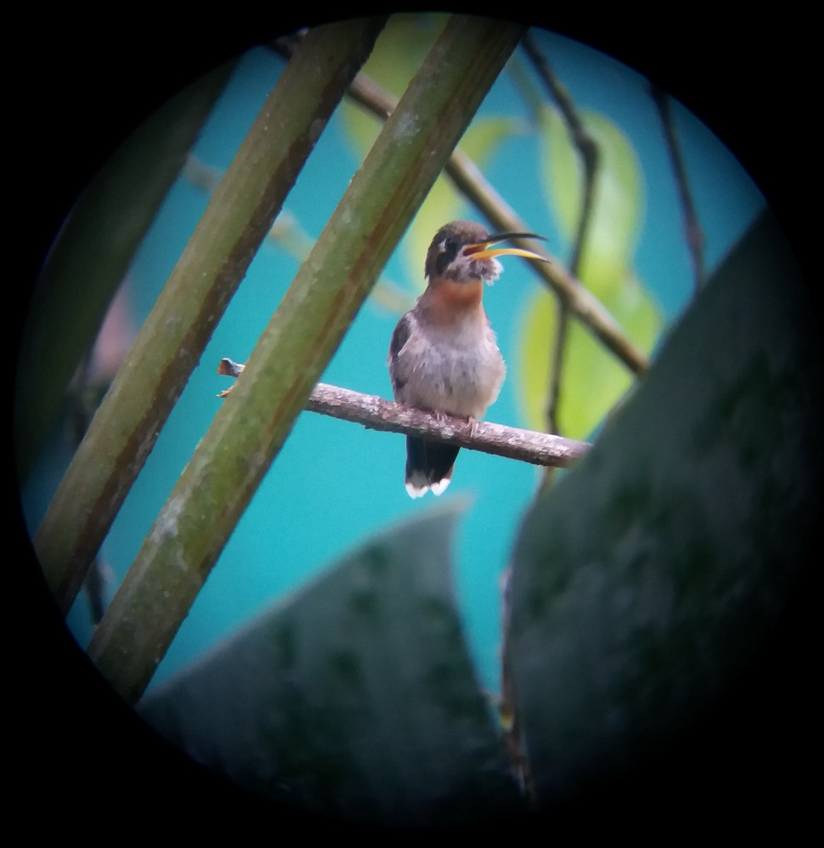 Полосатохвостый колибри-отшельник - ML577582701