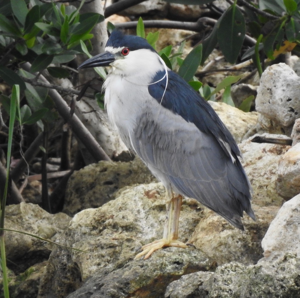 Black-crowned Night Heron - ML577587021