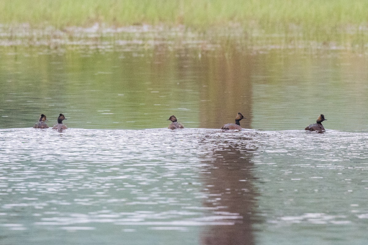 Eared Grebe - ML577588811