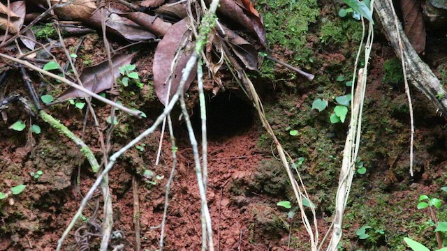 Sclérure à poitrine rousse (scansor) - ML577589021