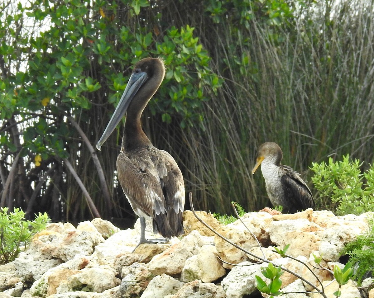 Brown Pelican - ML577589251