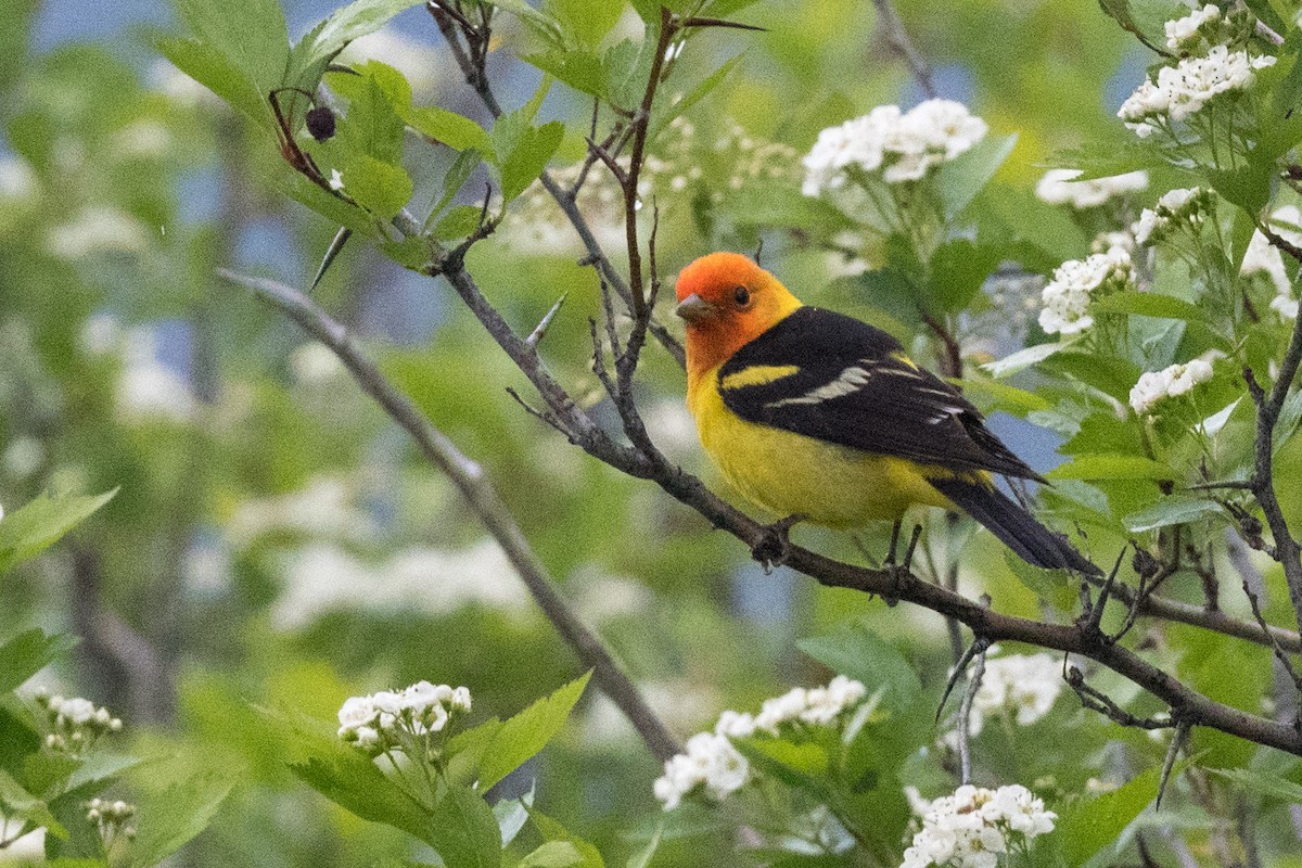 Western Tanager - ML577589481