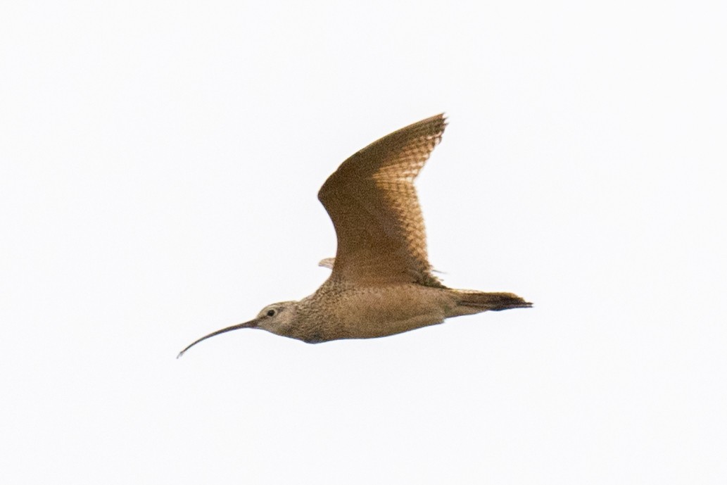 Long-billed Curlew - Steve Flood