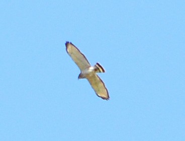 Broad-winged Hawk - ML577591261