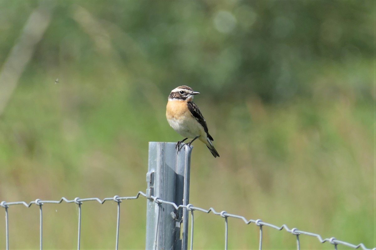 Whinchat - ML577592391