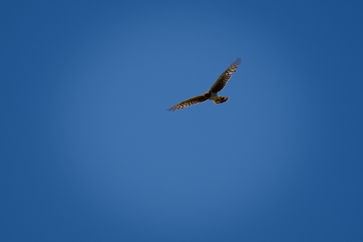 Swainson's Hawk - ML57759271