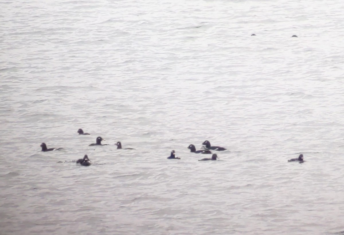 Velvet Scoter - ML577594151