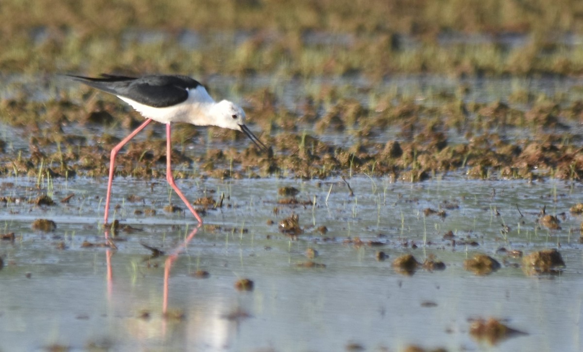 Black-winged Stilt - ML577595031