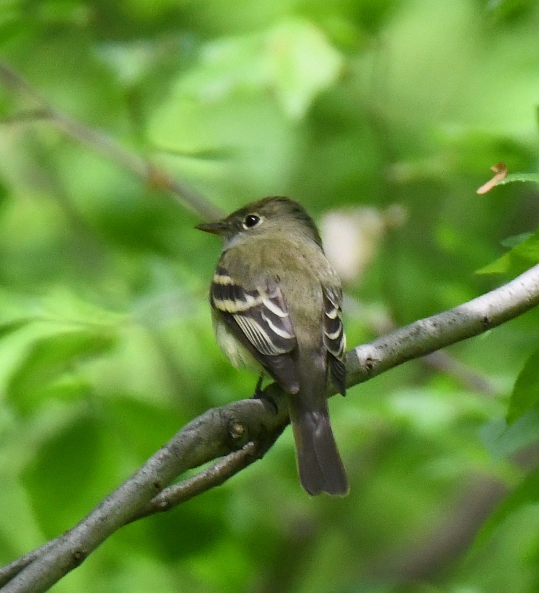 Acadian Flycatcher - Carolyn Holland