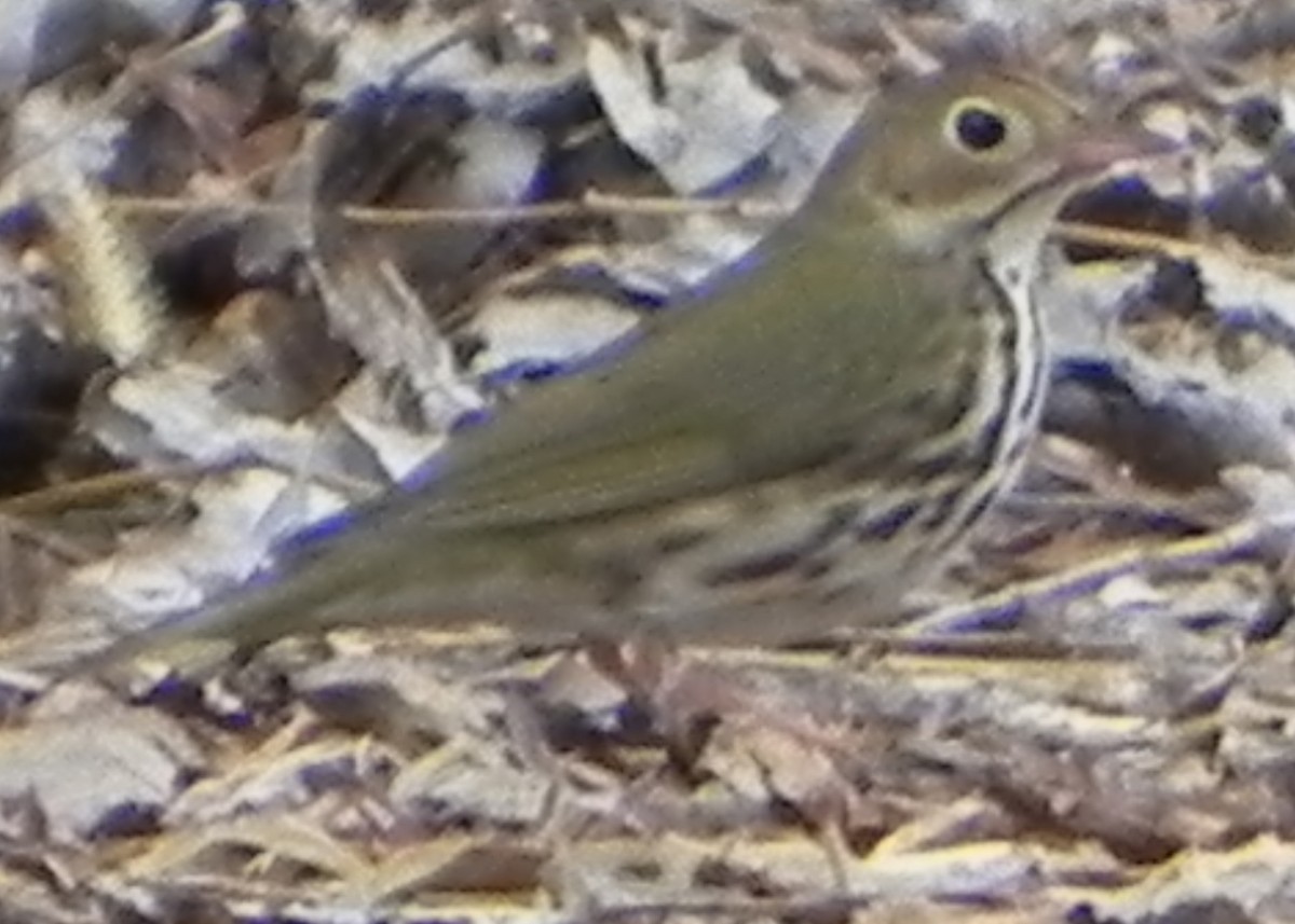 Ovenbird - ML57759591