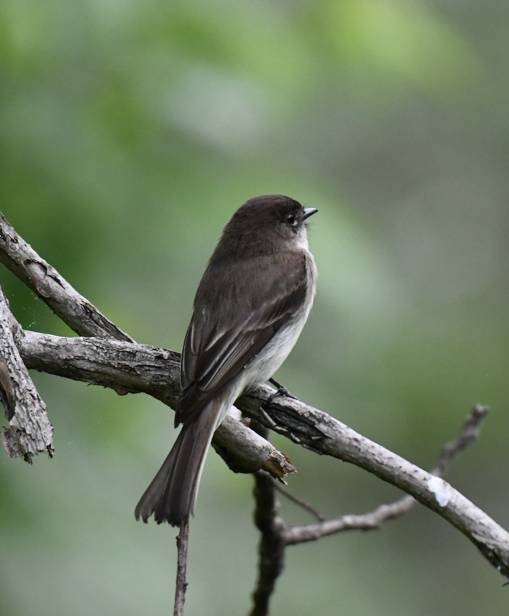 Eastern Phoebe - Carolyn Holland