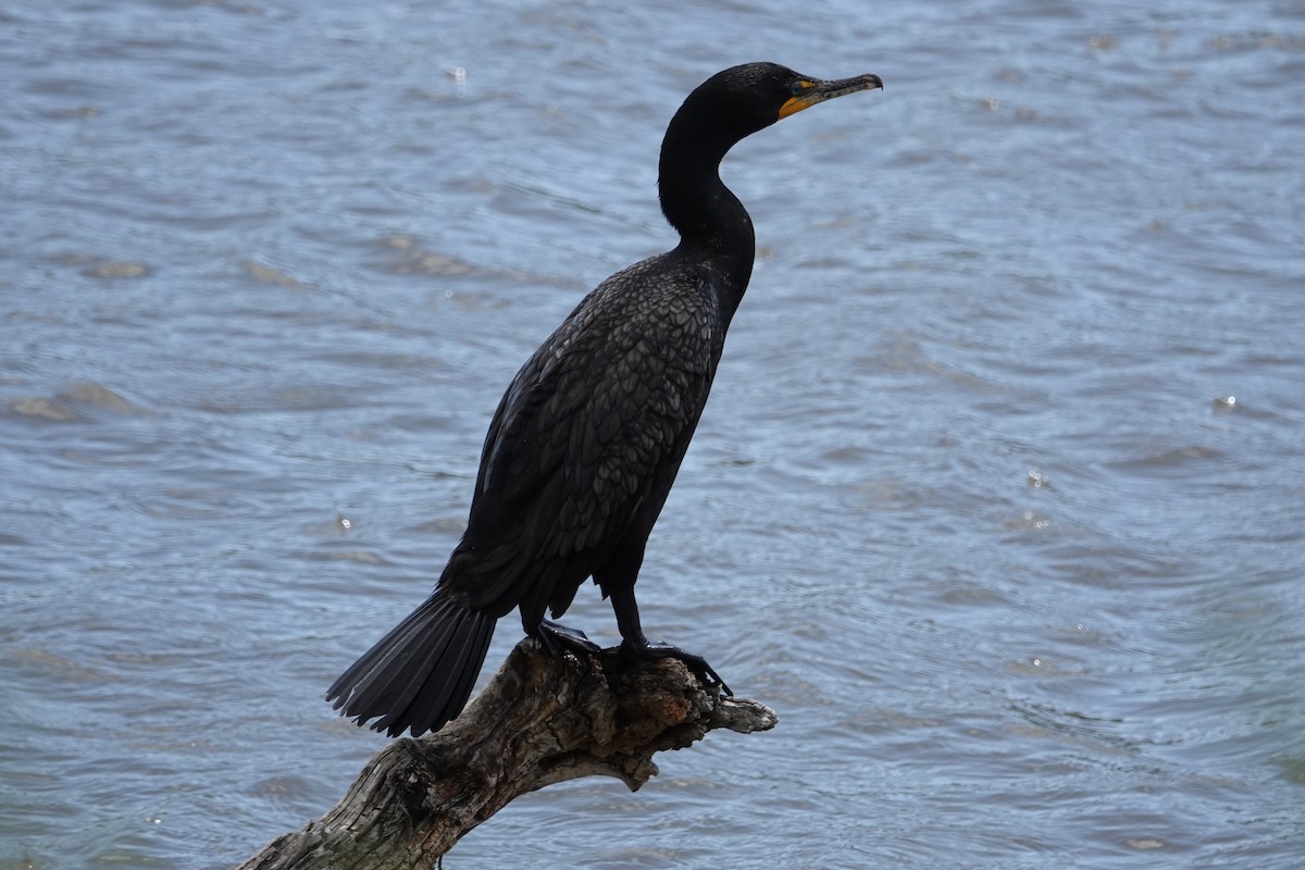 Double-crested Cormorant - Rob Veghte