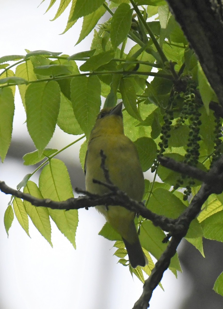 Scarlet Tanager - Carolyn Holland