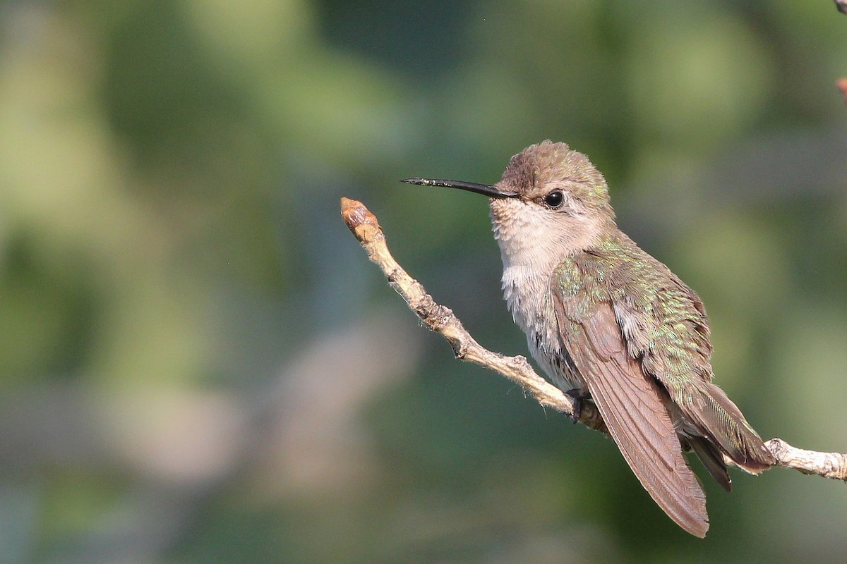 Costa's Hummingbird - ML577596961