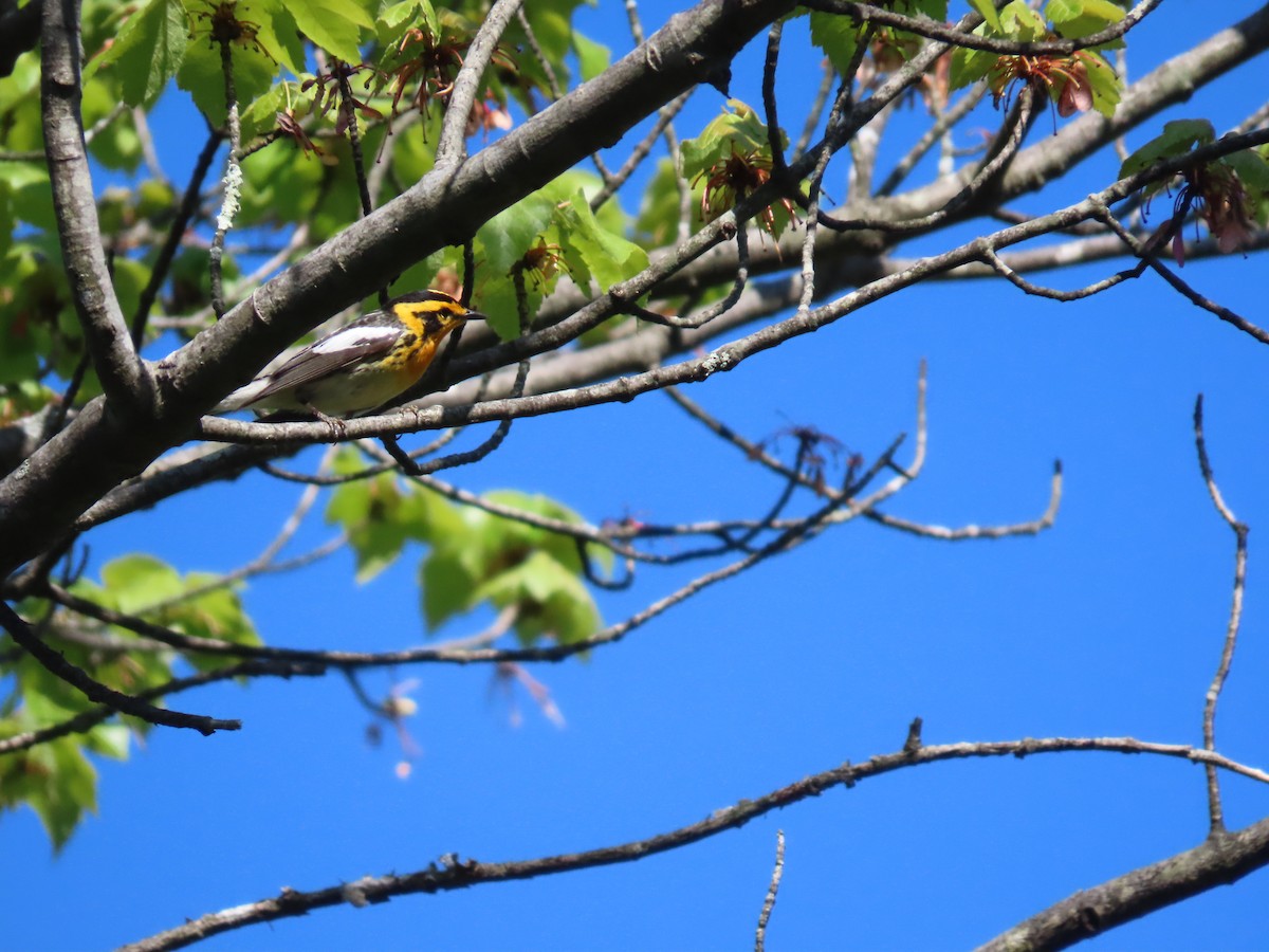 Blackburnian Warbler - ML577599911