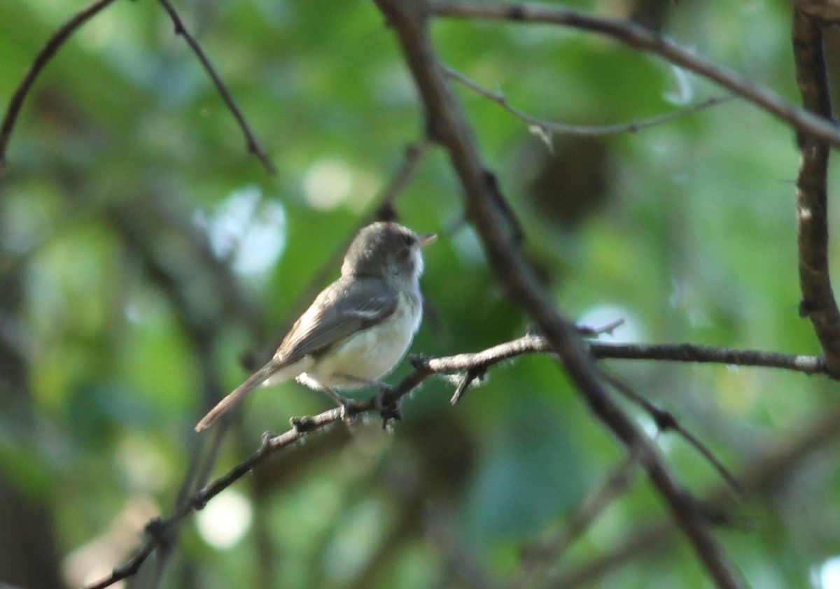 Bell's Vireo - ML577600531