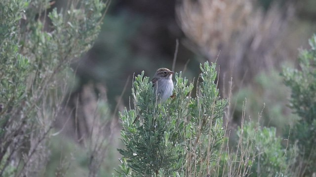 Brewer's Sparrow - ML577602391