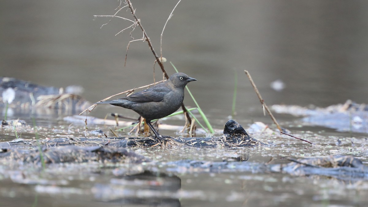 Rusty Blackbird - Daniel Jauvin