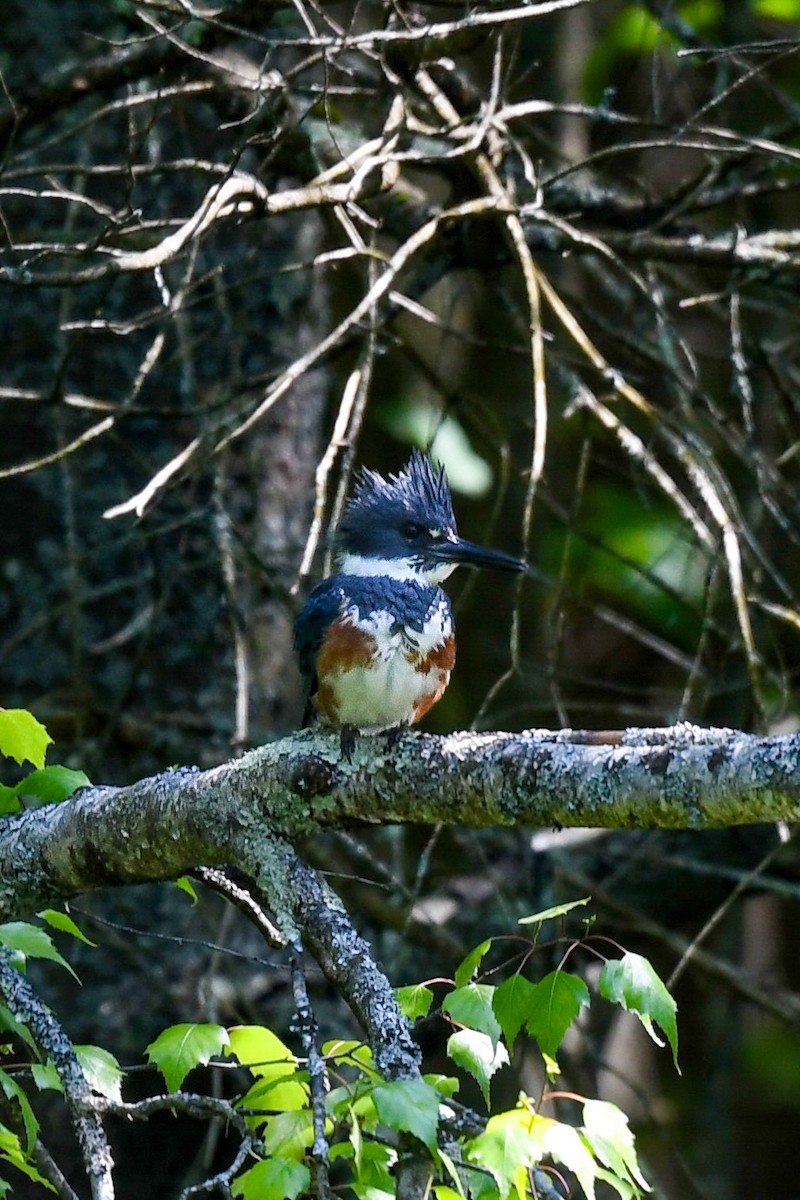 Belted Kingfisher - Carly Rodgers