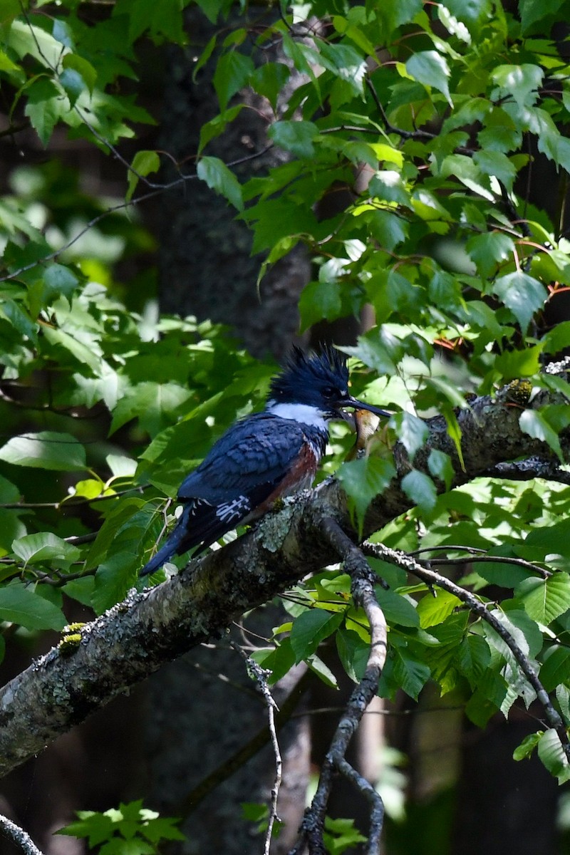 Belted Kingfisher - Carly Rodgers