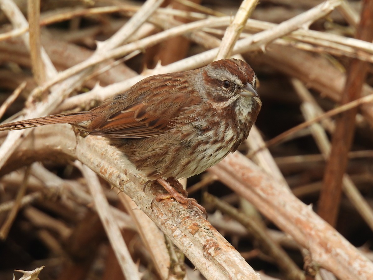 Song Sparrow - ML577603251