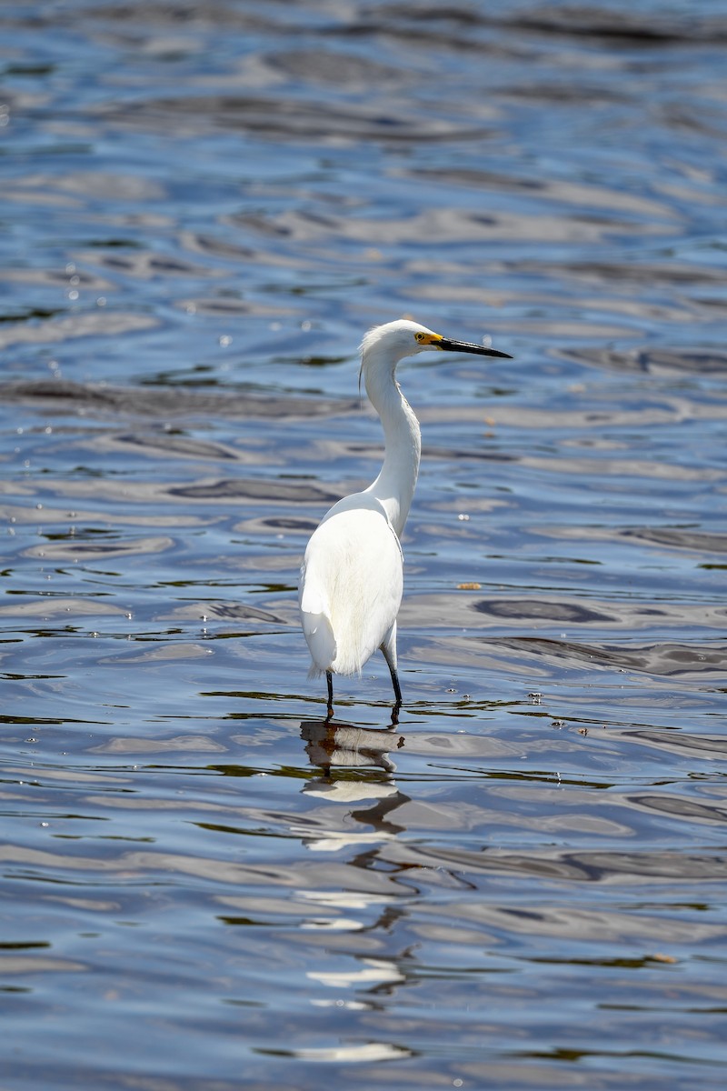 Snowy Egret - Carly Rodgers