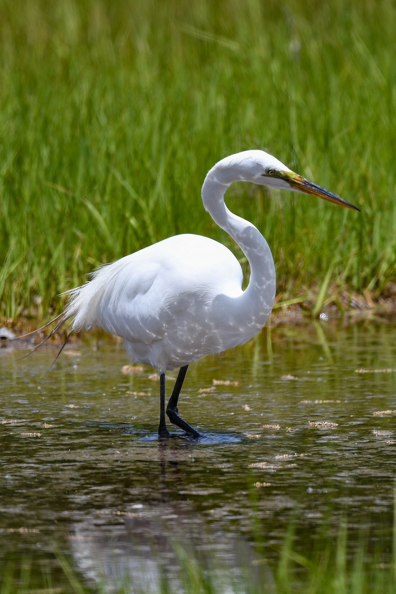 Great Egret - Carly Rodgers