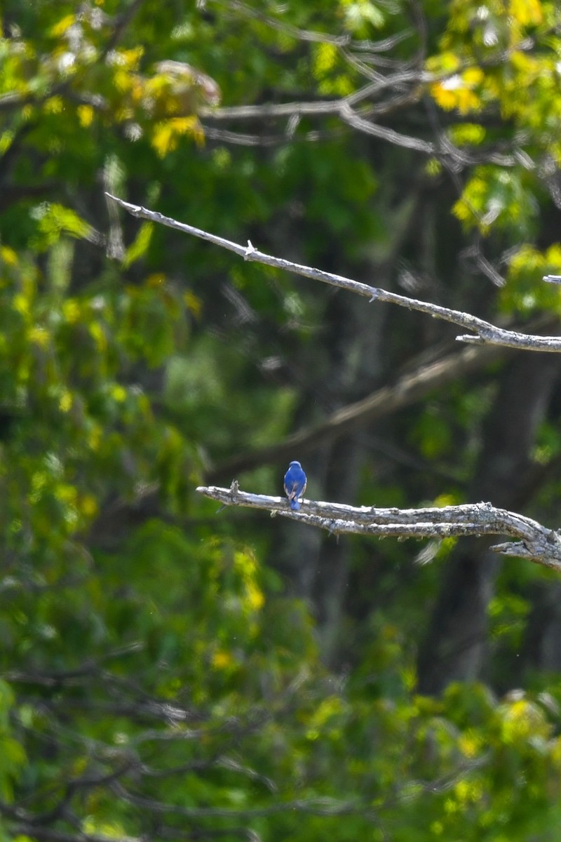 Eastern Bluebird - ML577606331