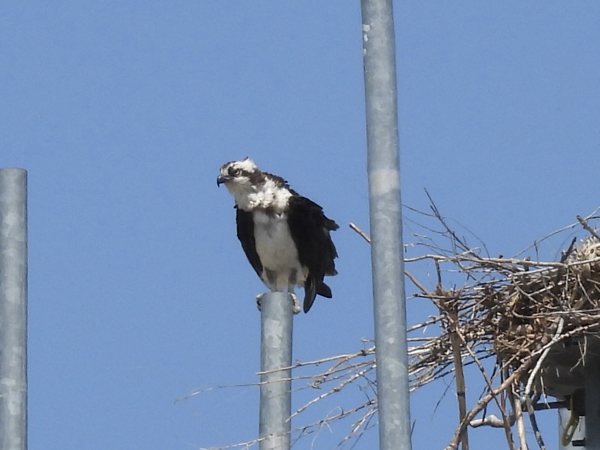 Osprey - Randy Skaggs