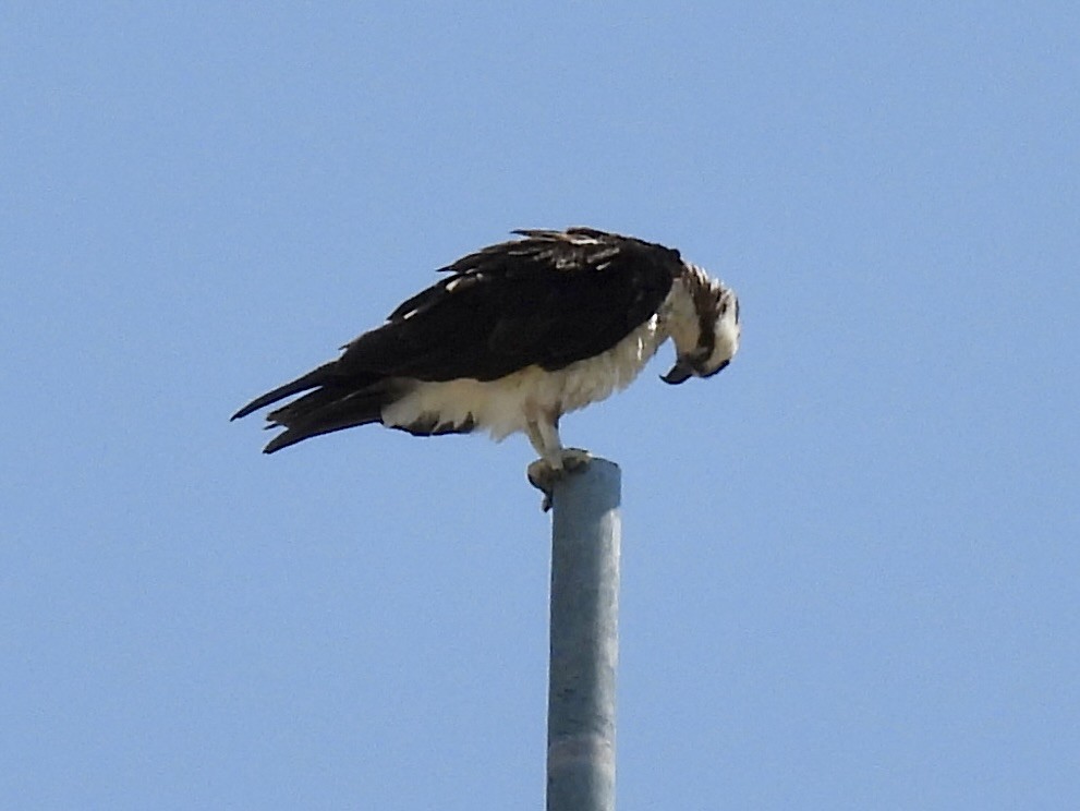 Balbuzard pêcheur - ML577606781