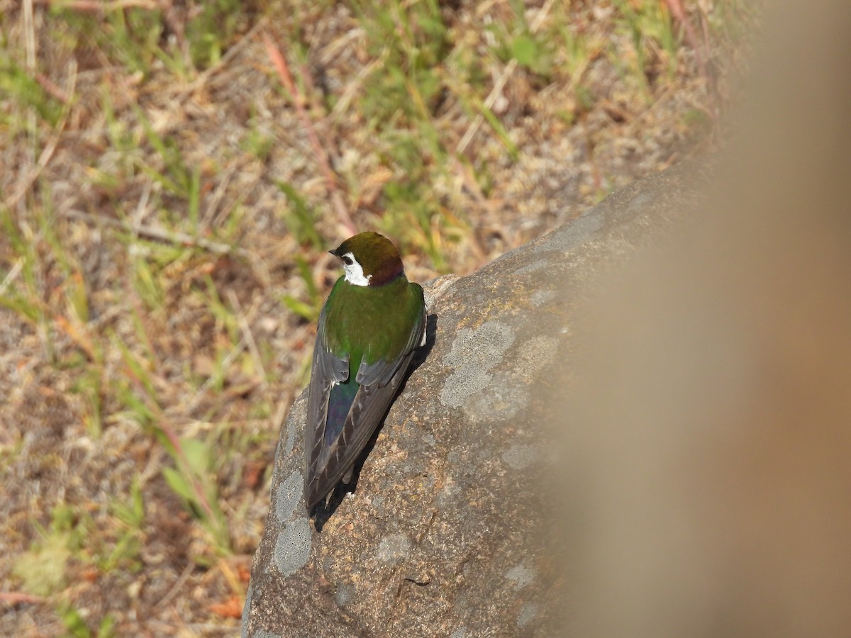 Violet-green Swallow - ML577607071