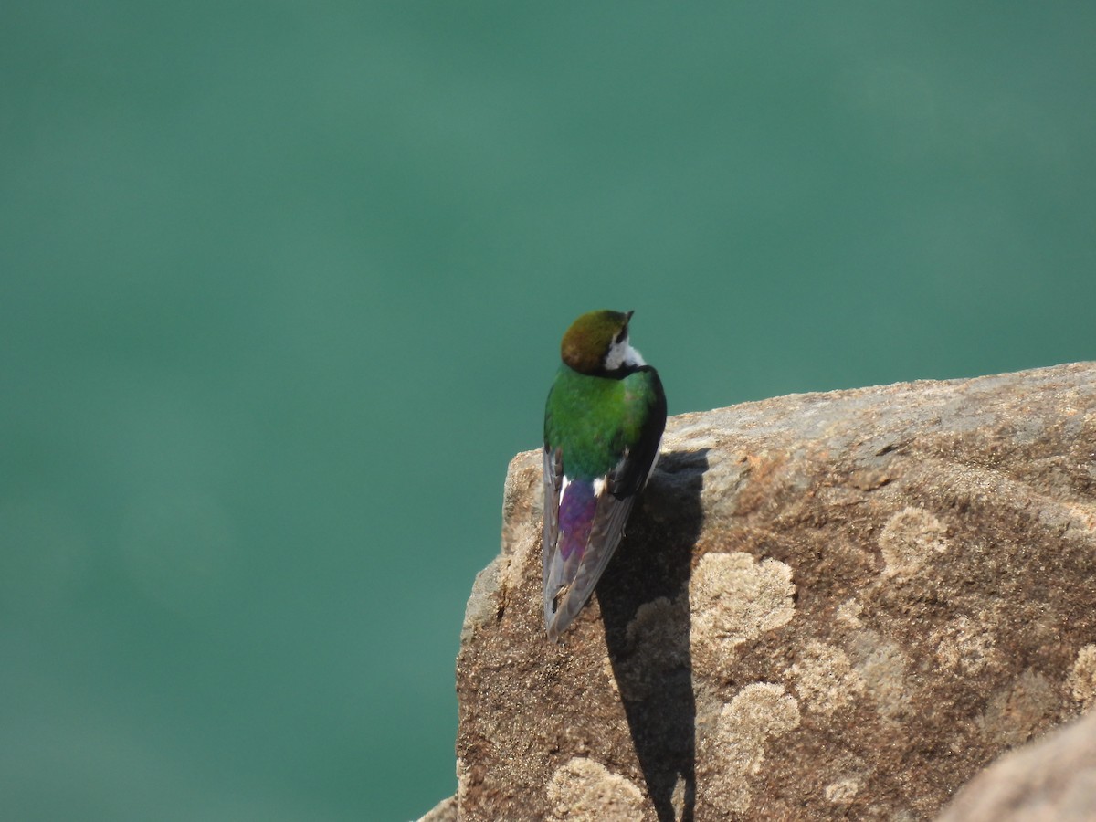 Violet-green Swallow - ML577607191