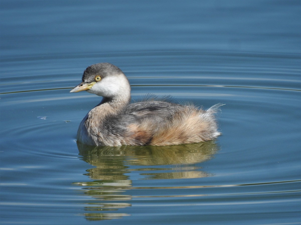 Australasian Grebe - ML577608431