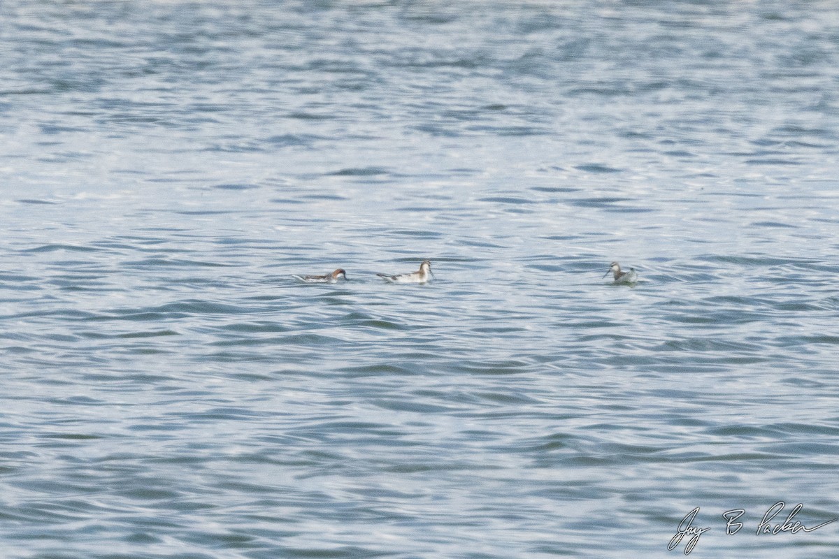 Red-necked Phalarope - ML577608611