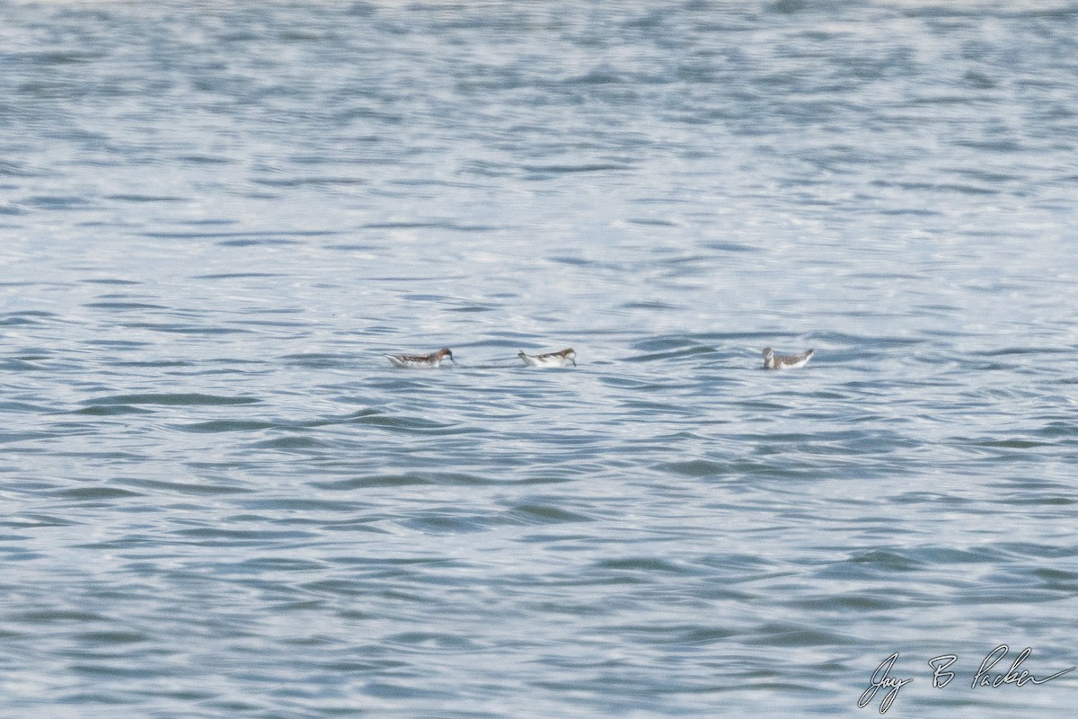 Red-necked Phalarope - Jay Packer