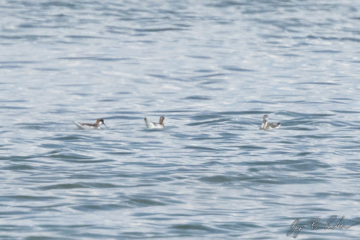 Red-necked Phalarope - ML577608671