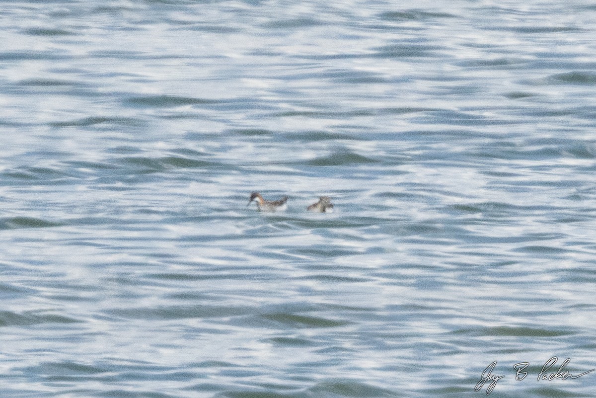 Red-necked Phalarope - ML577608701