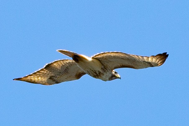 Red-tailed Hawk - ML577608781