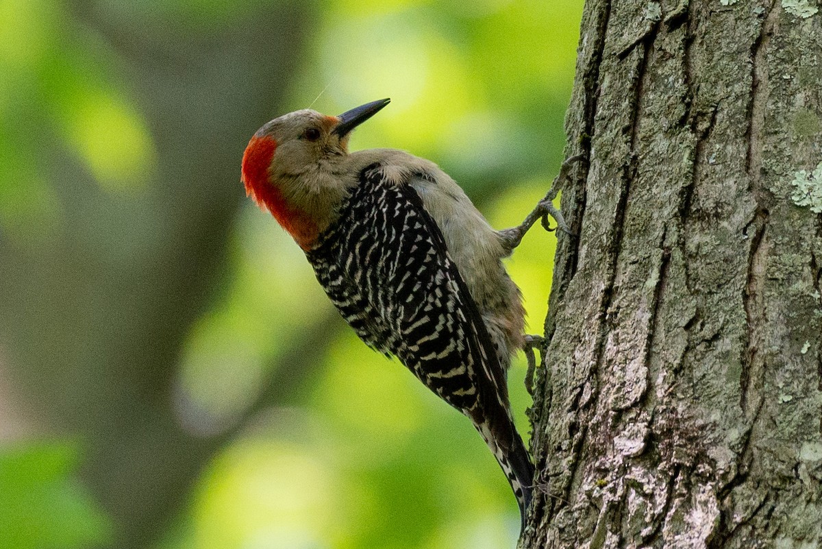 Red-bellied Woodpecker - Andrew Nasuti
