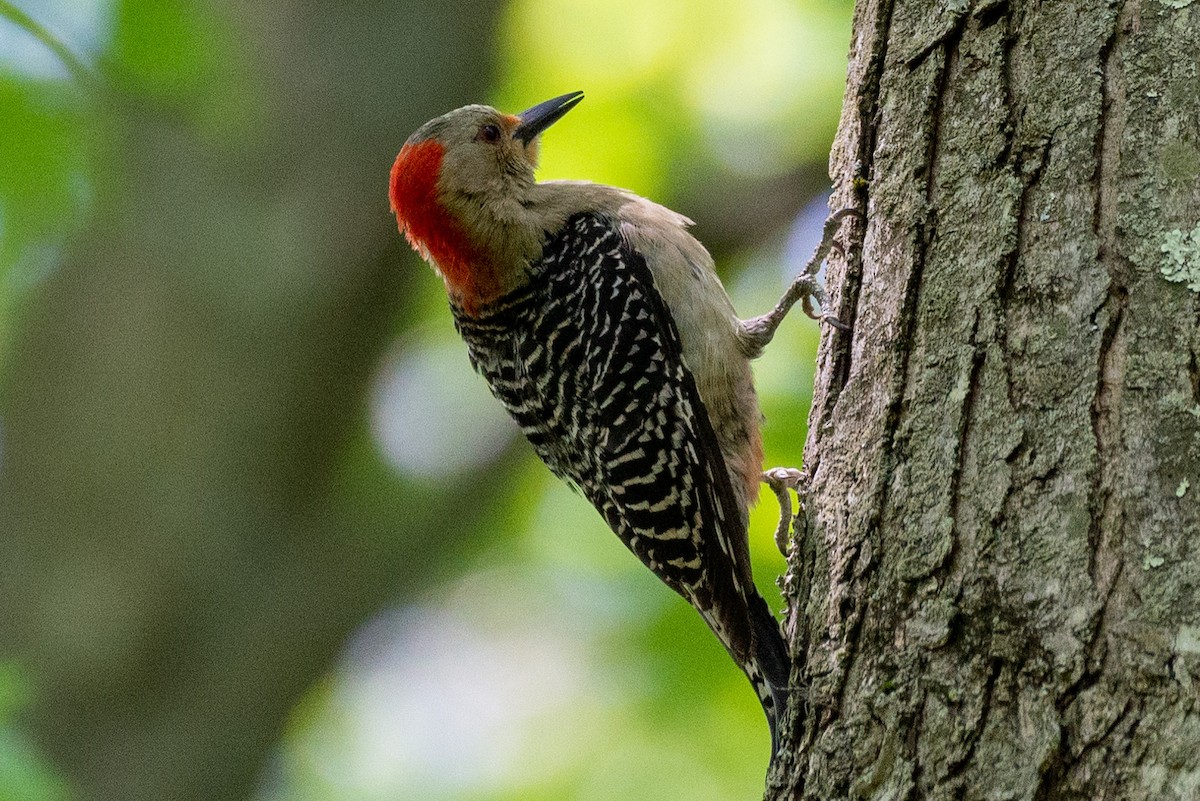 Red-bellied Woodpecker - Andrew Nasuti