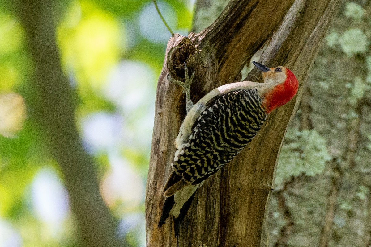Red-bellied Woodpecker - Andrew Nasuti